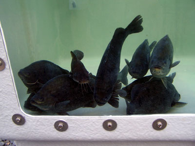Aquaponic windowed fish tank