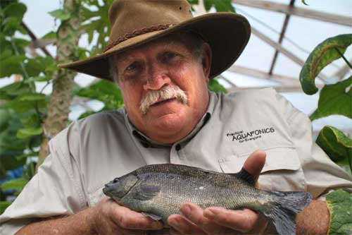 Murray Hallam roadtests the Australian Jade Perch a fish suitable for Aquaponics. Practical Aquaponics