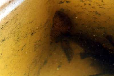 Pleco fish in Murray Hallam's Aquaponics system