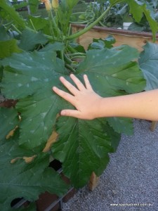 Large healthy plant leaves.