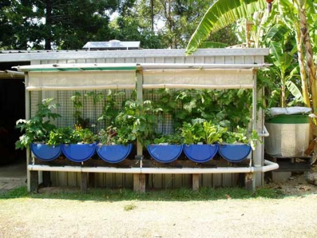 Aquaponics in Cooroy Queensland