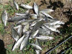 The fish will die if chemicals or artificial fertilizers are applied.