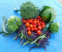 Typical daily harvest from my home Aquaponics system.